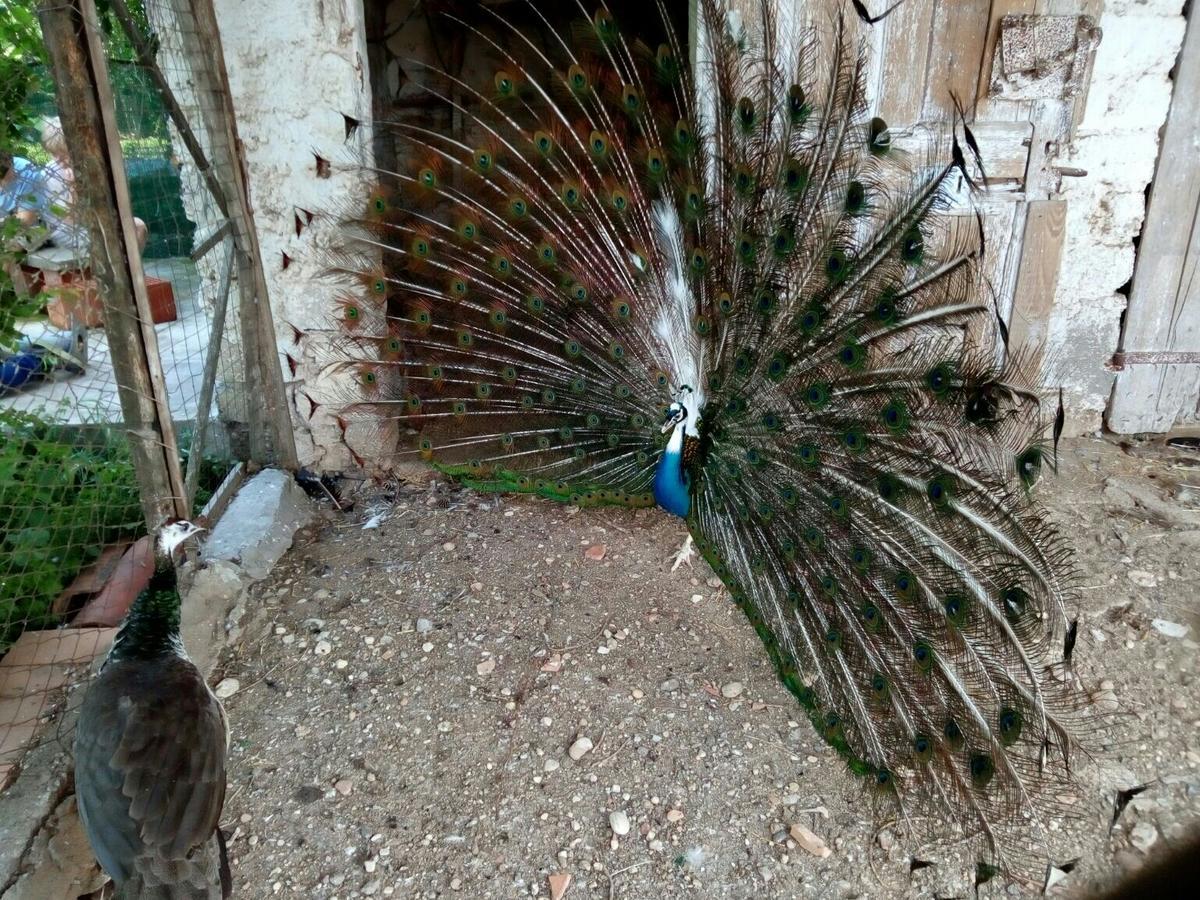 הוילה וליג'יו סול מיניציו Agriturismo La Pace מראה חיצוני תמונה