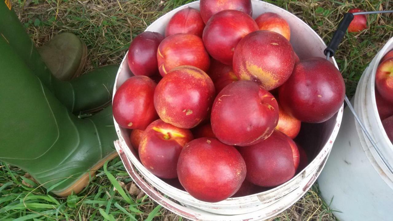הוילה וליג'יו סול מיניציו Agriturismo La Pace מראה חיצוני תמונה
